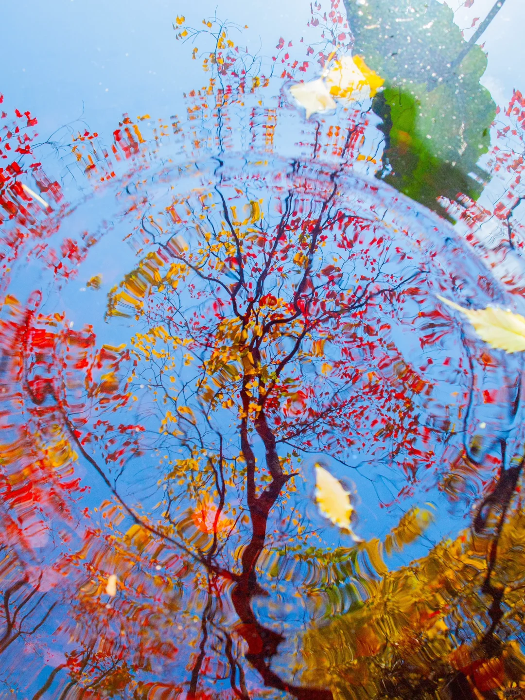 这大概就是秋天最完整的色彩了吧