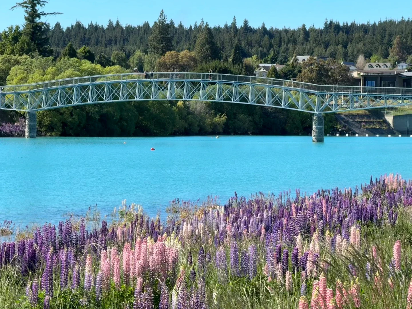 🇳🇿｜Lake Tekapo 原来鲁冰花是真的这么美