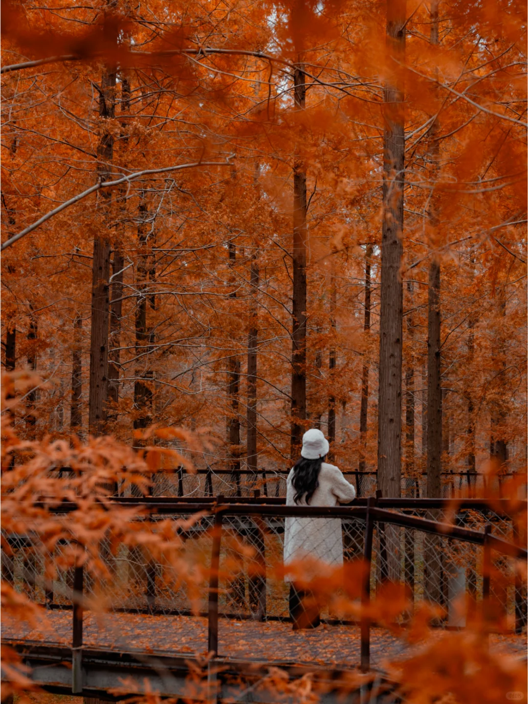 人少景美，这里的水杉丛林秘境像童话‼️