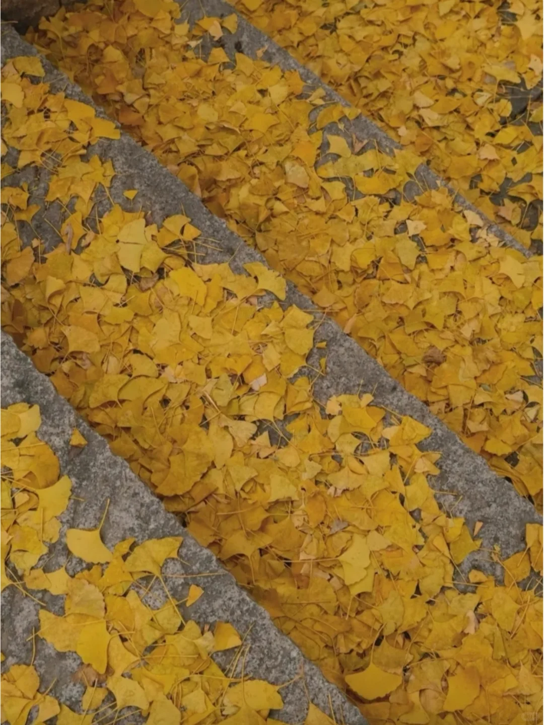 终于找全了莫干山两日游最美秋色打卡点❗