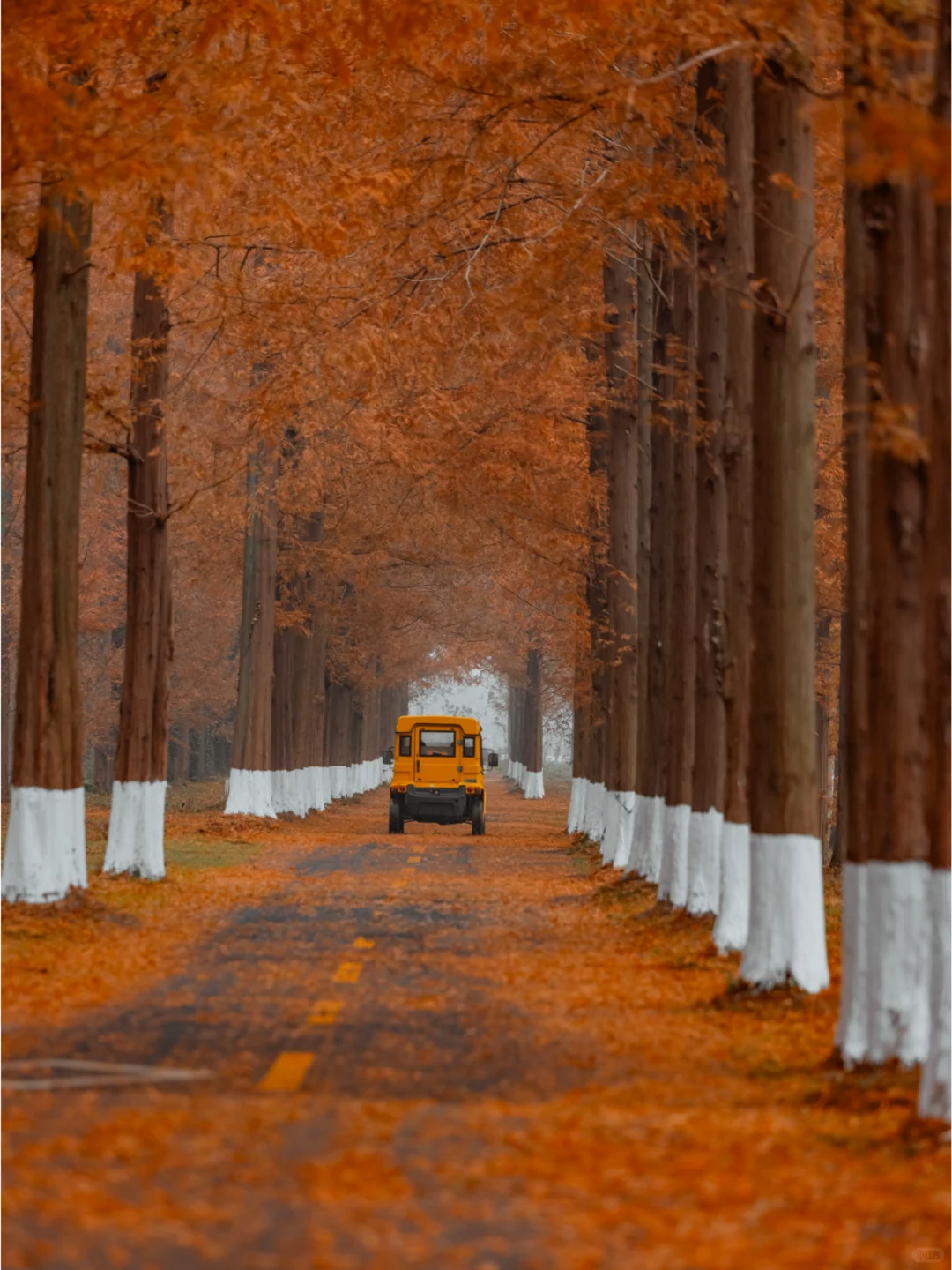 人少景美，这里的水杉丛林秘境像童话‼️