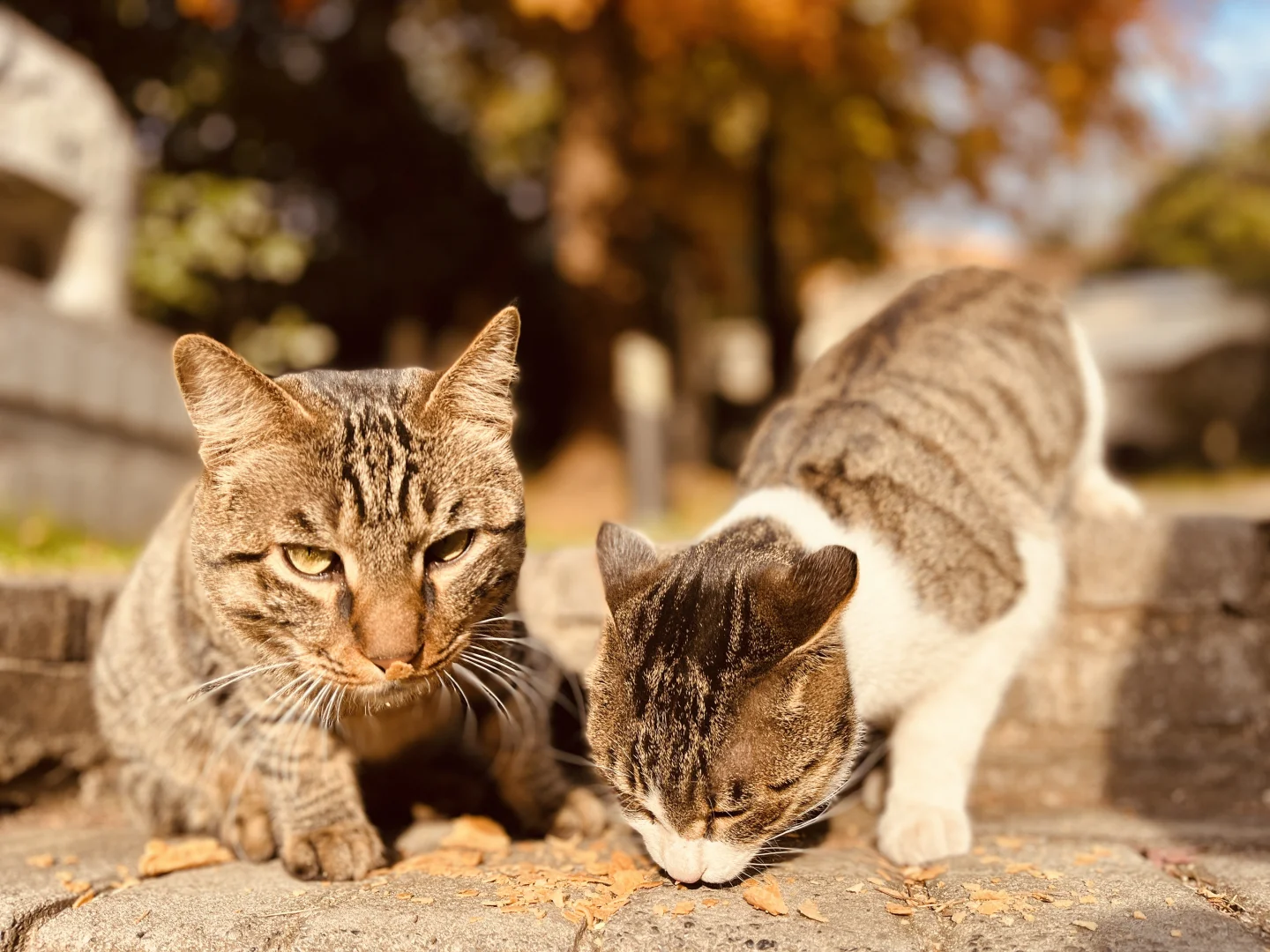 藏在雨花台景区里无人知晓的超绝机位!