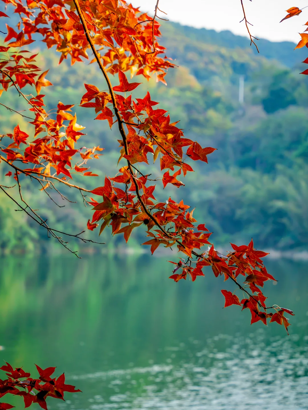 先出发再说｜分享5️⃣个在广州拍枫叶的宝藏地