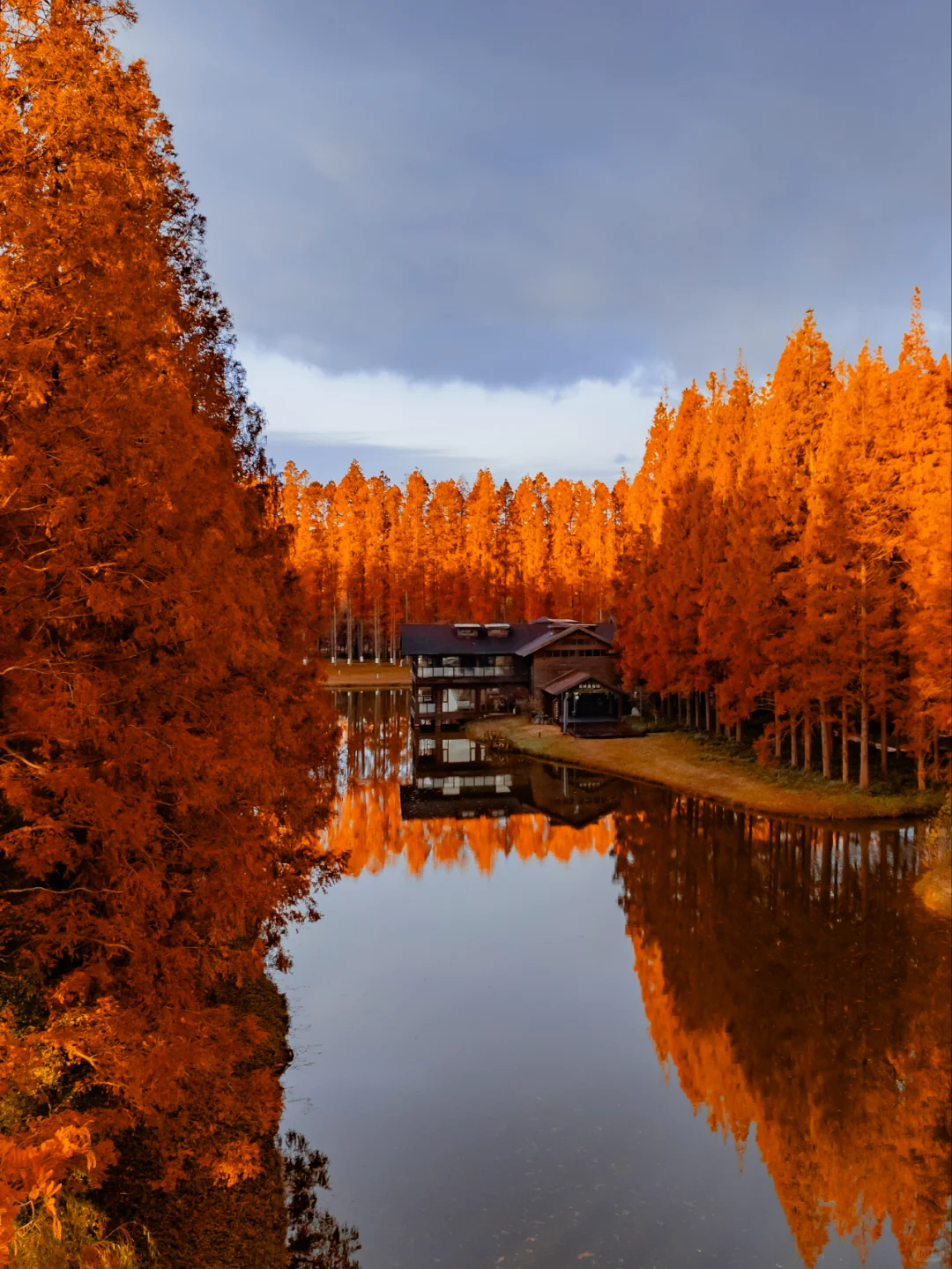 人少景美，这里的水杉丛林秘境像童话‼️