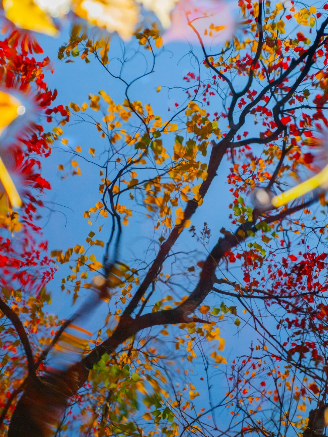 这大概就是秋天最完整的色彩了吧