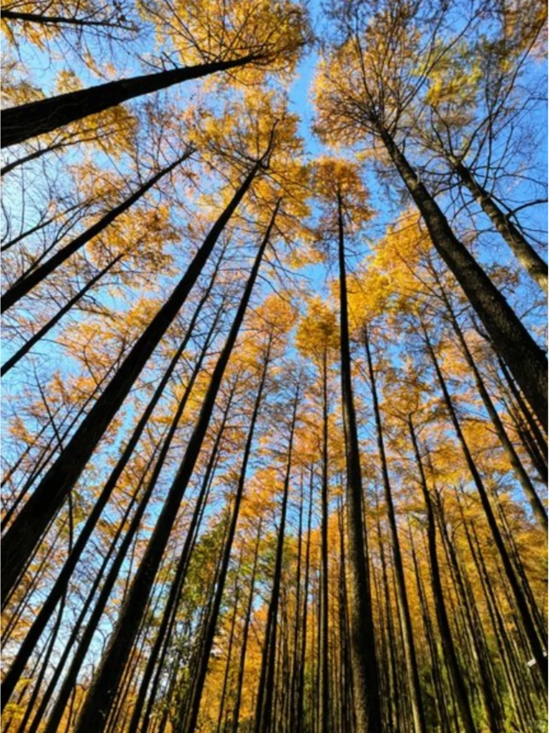 终于找全了莫干山两日游最美秋色打卡点❗