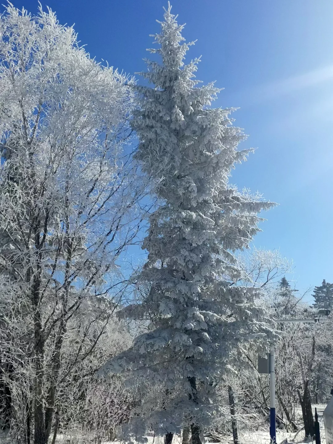 长白山，拼车，包车。