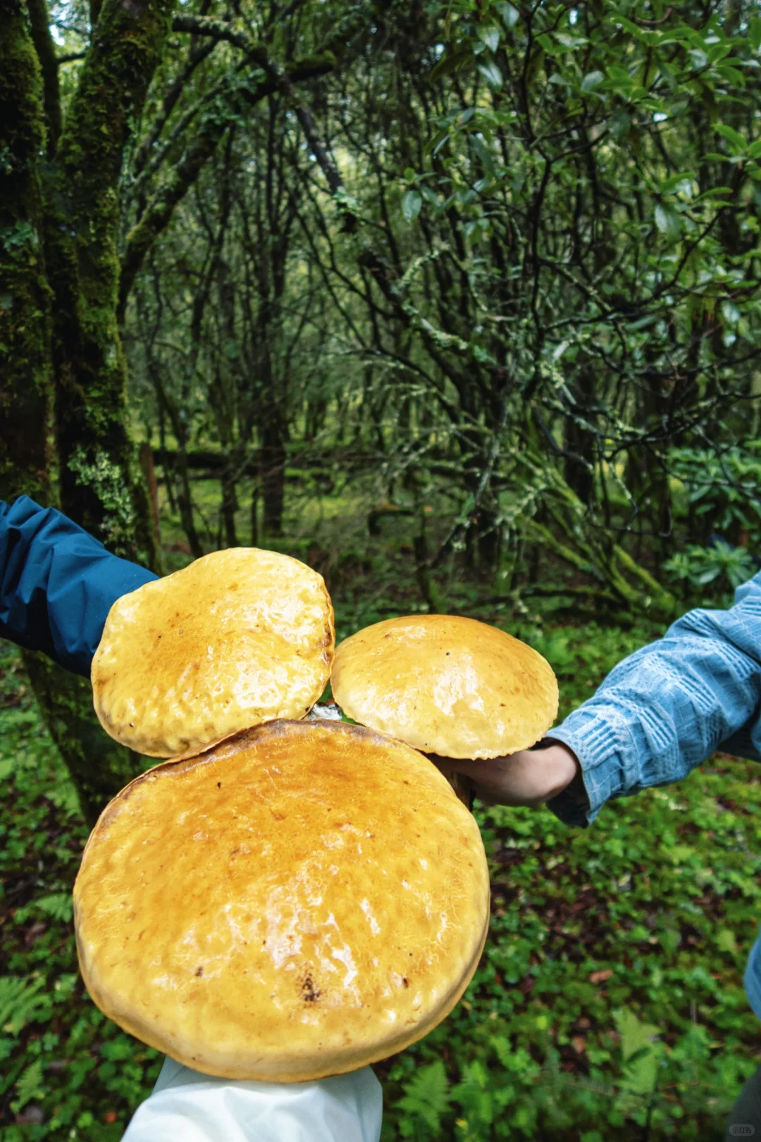 丽江秘境🌿波多罗