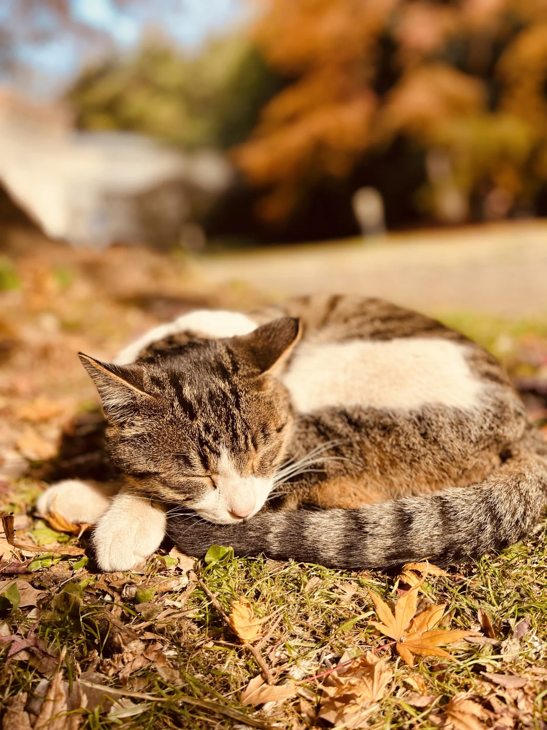 藏在雨花台景区里无人知晓的超绝机位!
