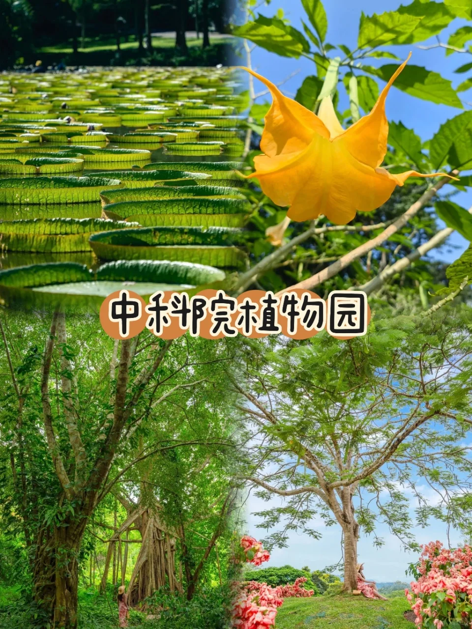 西双版纳5日游懒人版路线‼️不走冤枉路