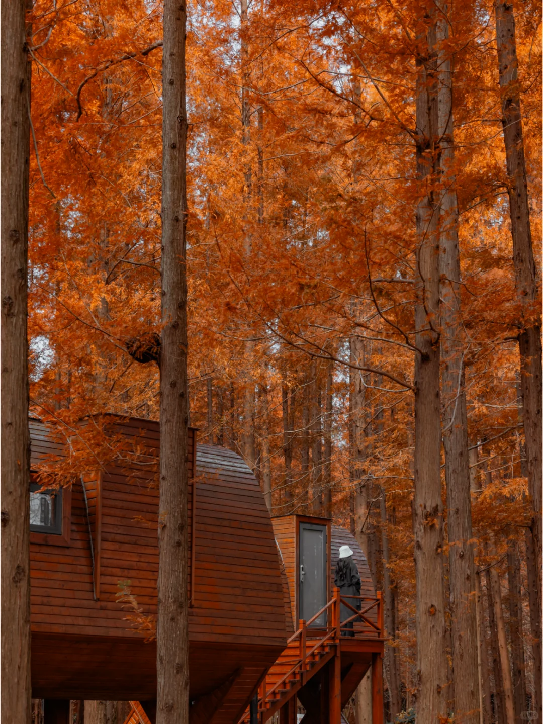 人少景美，这里的水杉丛林秘境像童话‼️
