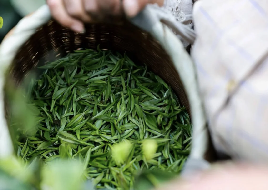 遵义湄潭茶海：拓展新天地，团队共成长