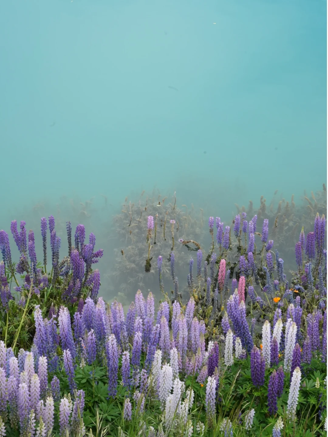 🇳🇿｜Lake Tekapo 原来鲁冰花是真的这么美