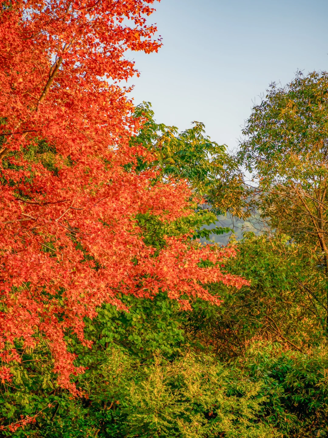 先出发再说｜分享5️⃣个在广州拍枫叶的宝藏地