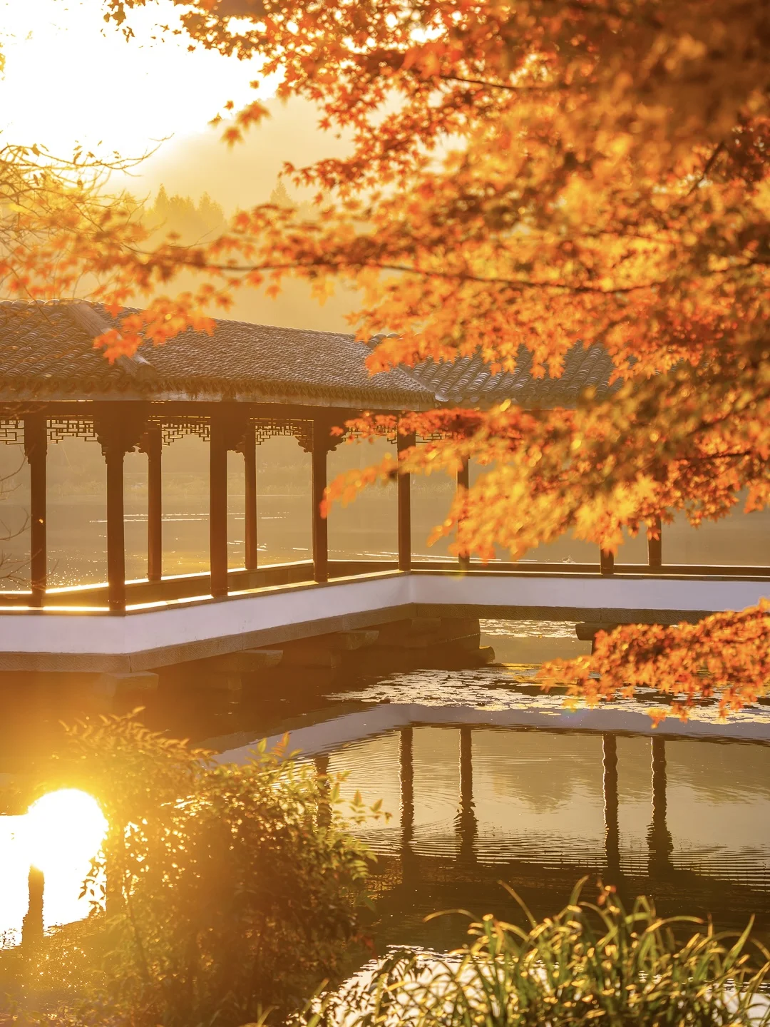 紧邻西湖‼️本地人都爱逛的小众赏秋公园!🍁