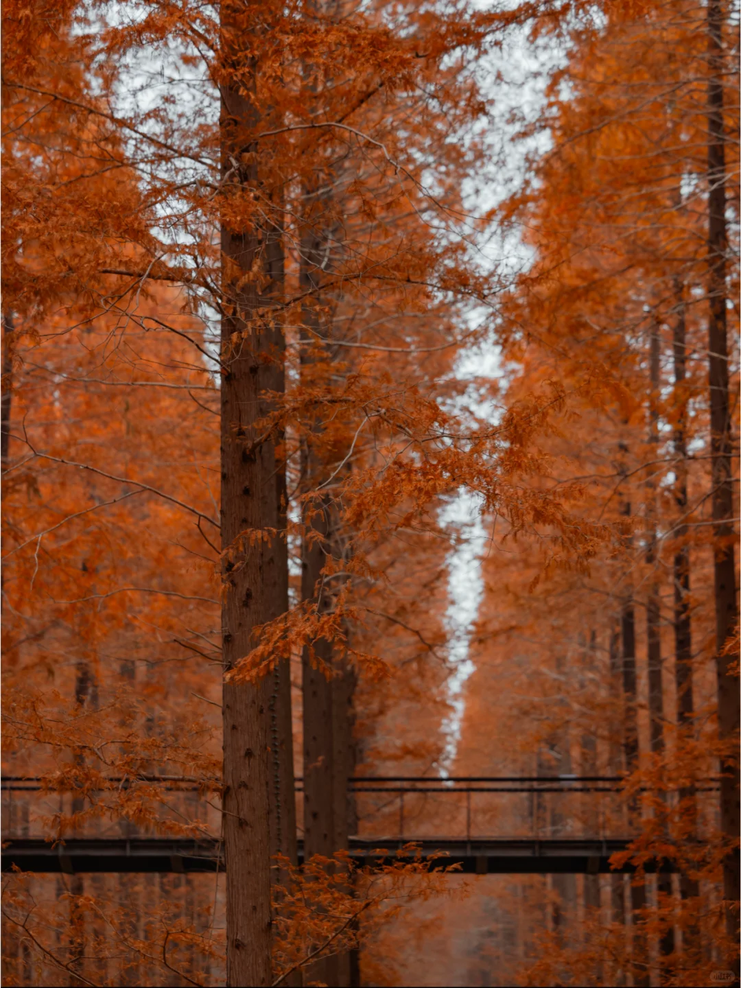 人少景美，这里的水杉丛林秘境像童话‼️