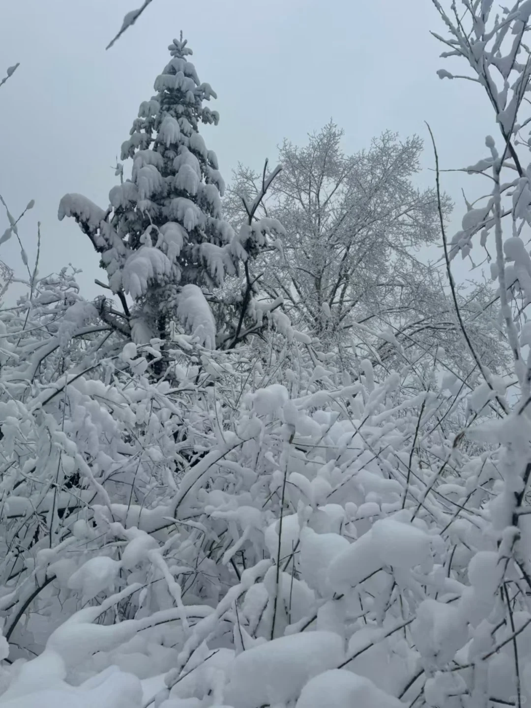 长白山，拼车，包车。