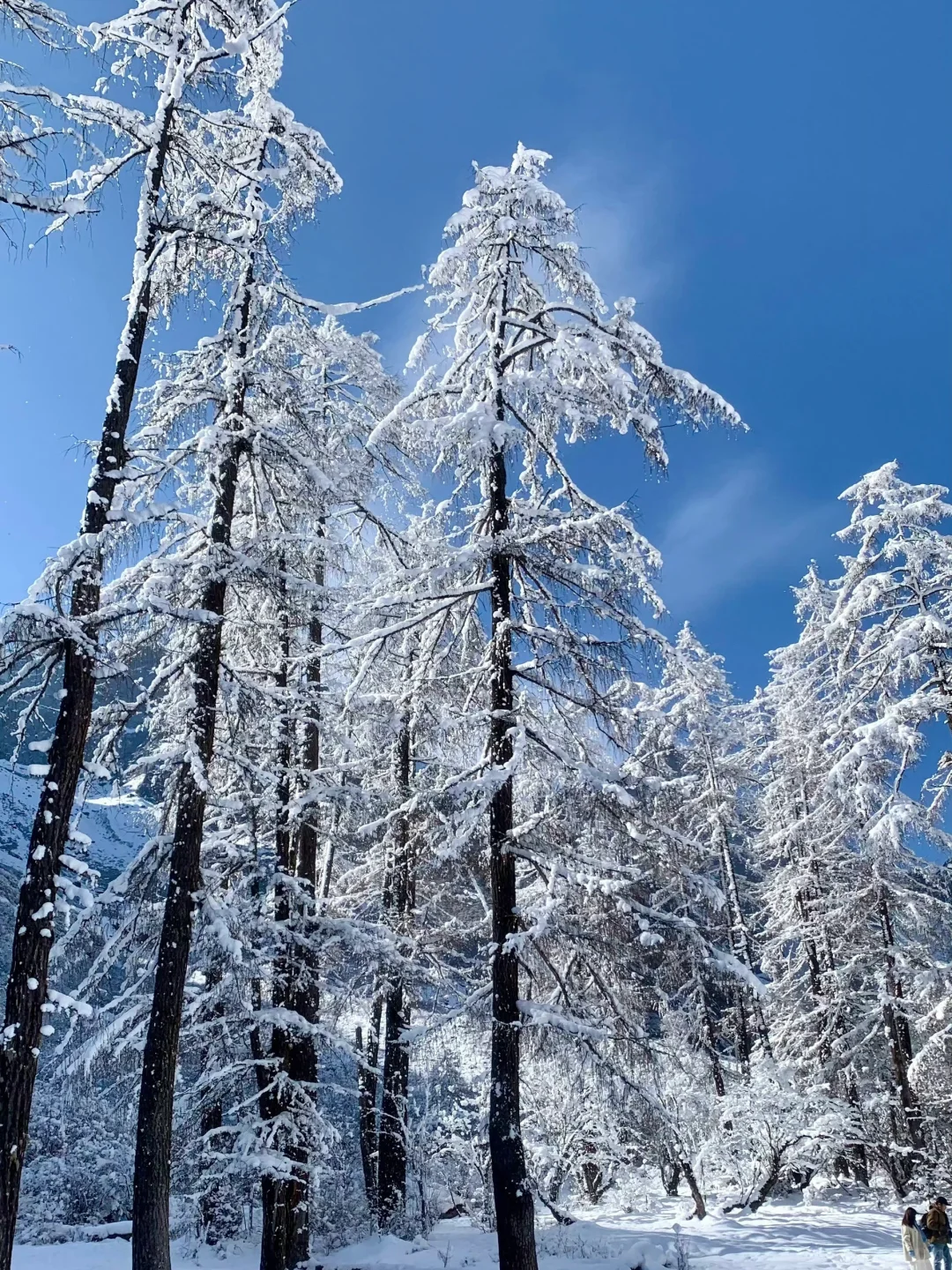 12.17毕棚沟现状！近期live，奉劝要去的姐妹。