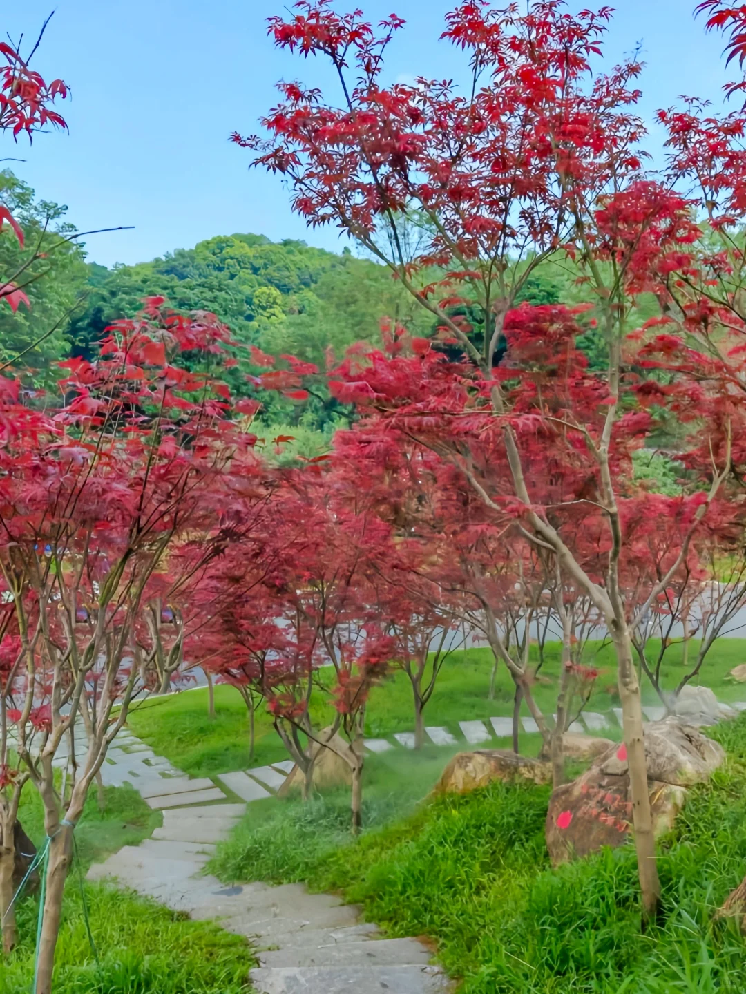 先出发再说｜分享5️⃣个在广州拍枫叶的宝藏地