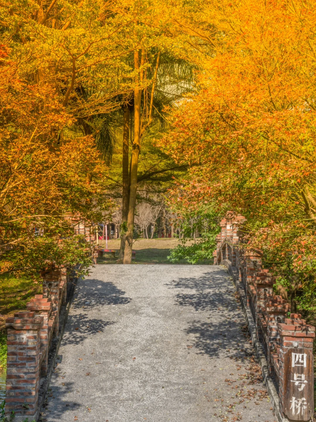 先出发再说｜分享5️⃣个在广州拍枫叶的宝藏地