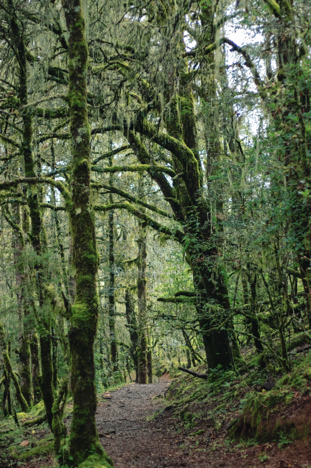 丽江秘境🌿波多罗