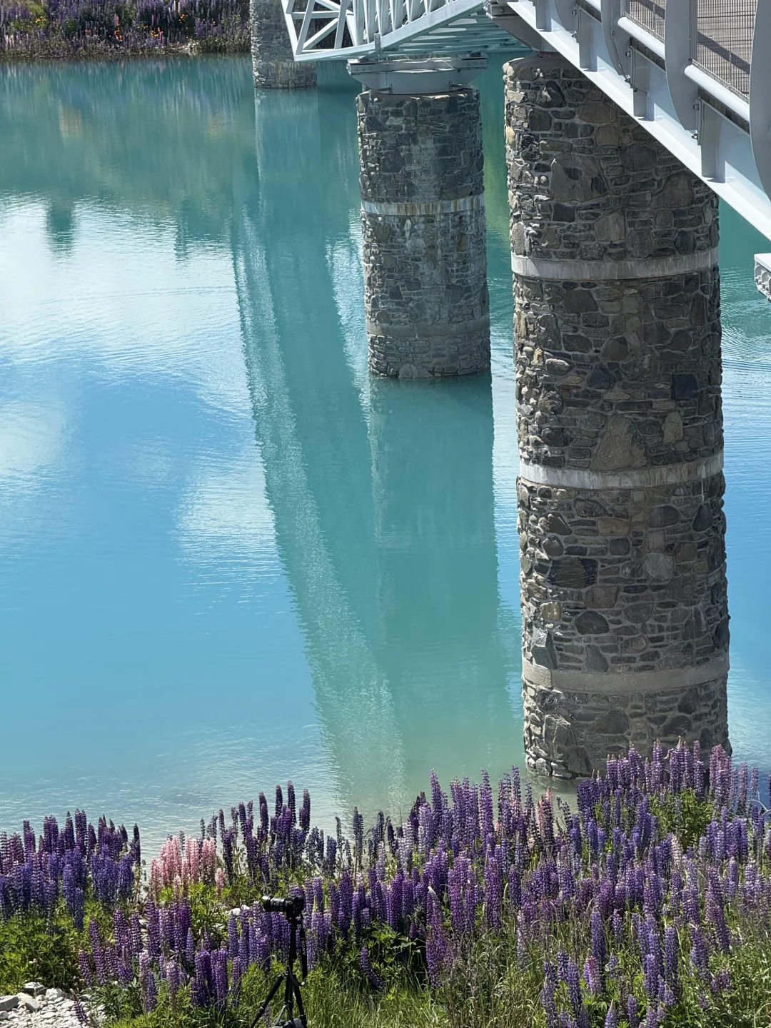 🇳🇿｜Lake Tekapo 原来鲁冰花是真的这么美