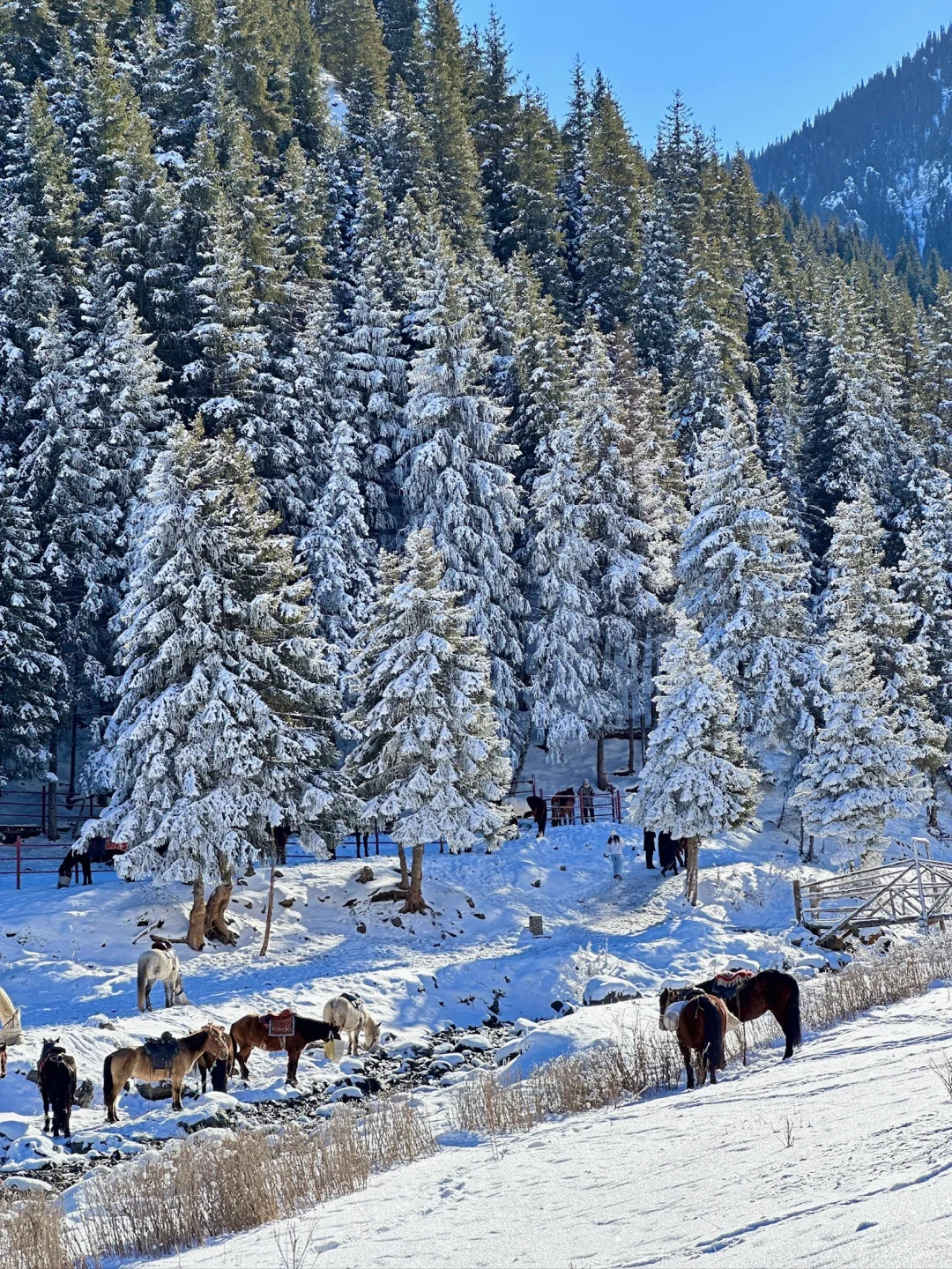 乌市周边游|1h车程的庙尔沟绝美蓝冰瀑布!