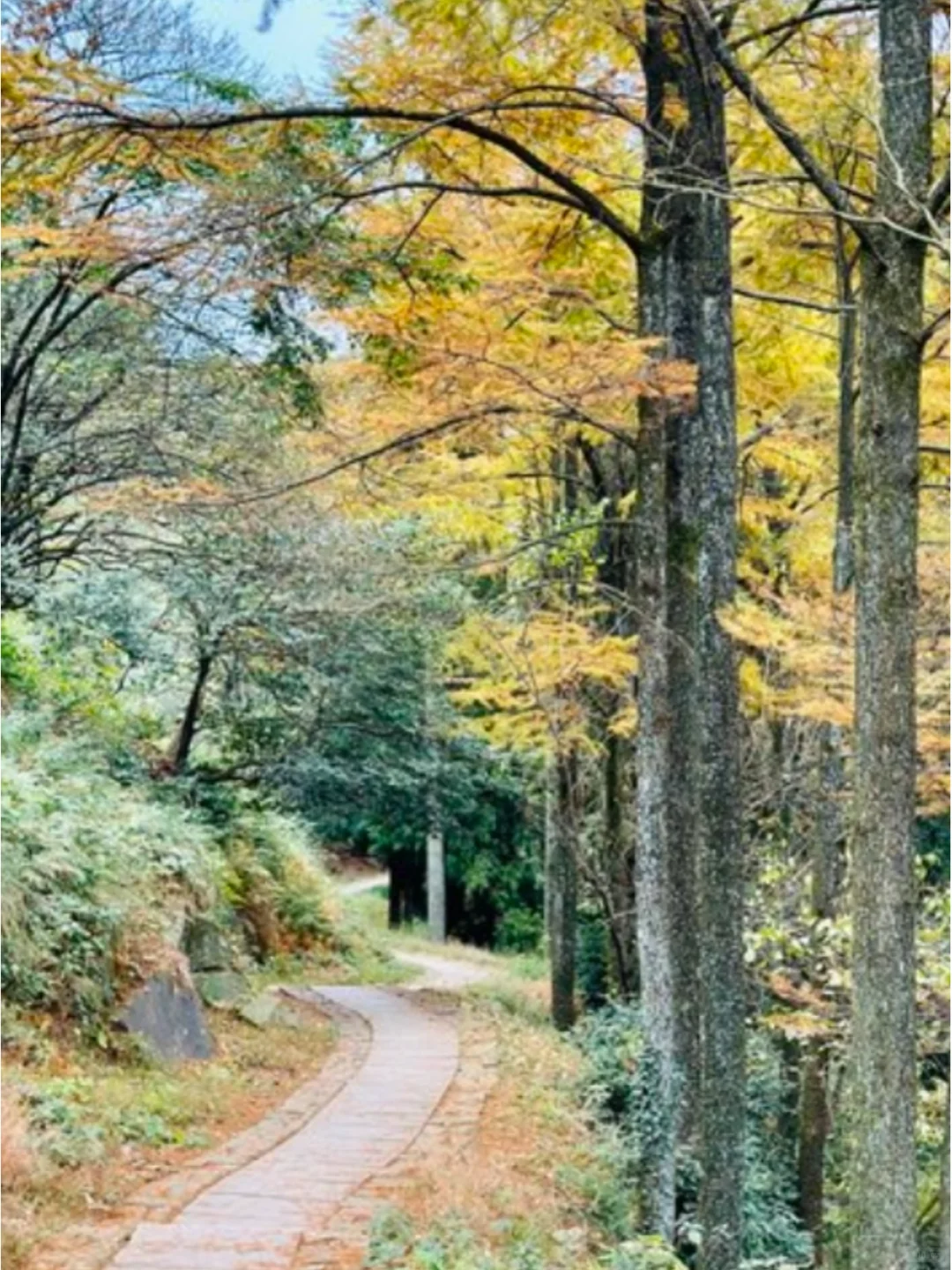 终于找全了莫干山两日游最美秋色打卡点❗