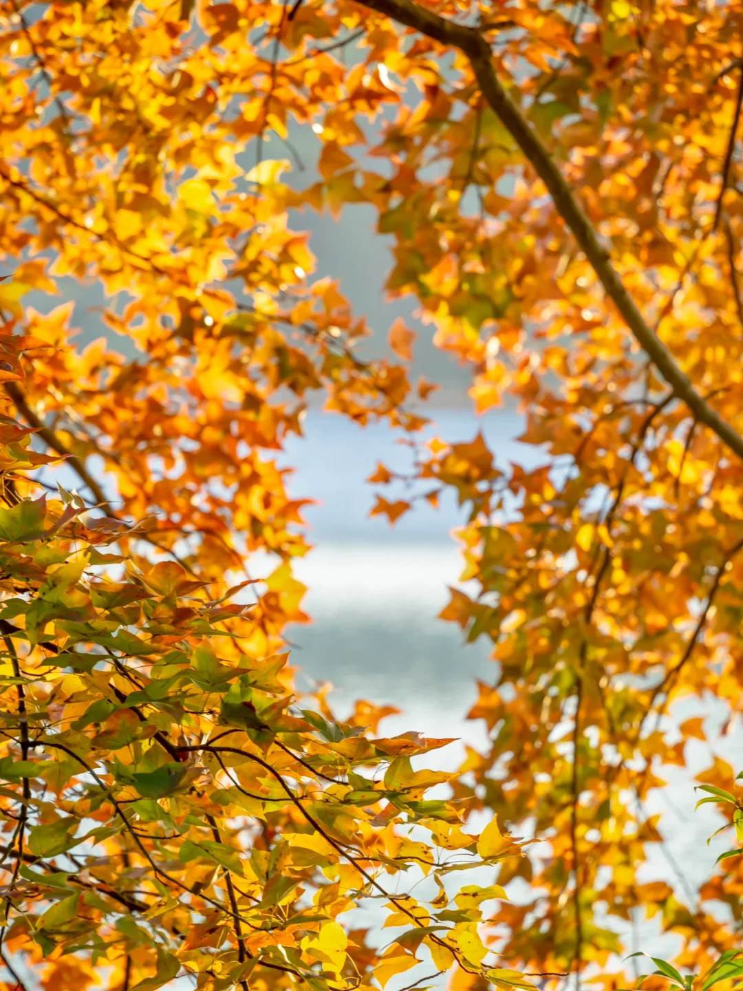 先出发再说｜分享5️⃣个在广州拍枫叶的宝藏地