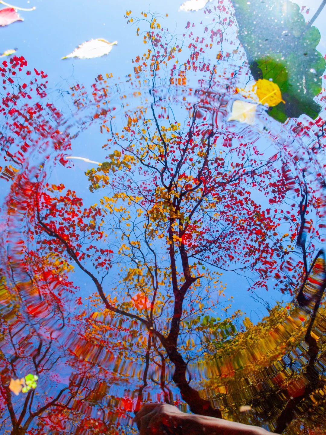 这大概就是秋天最完整的色彩了吧