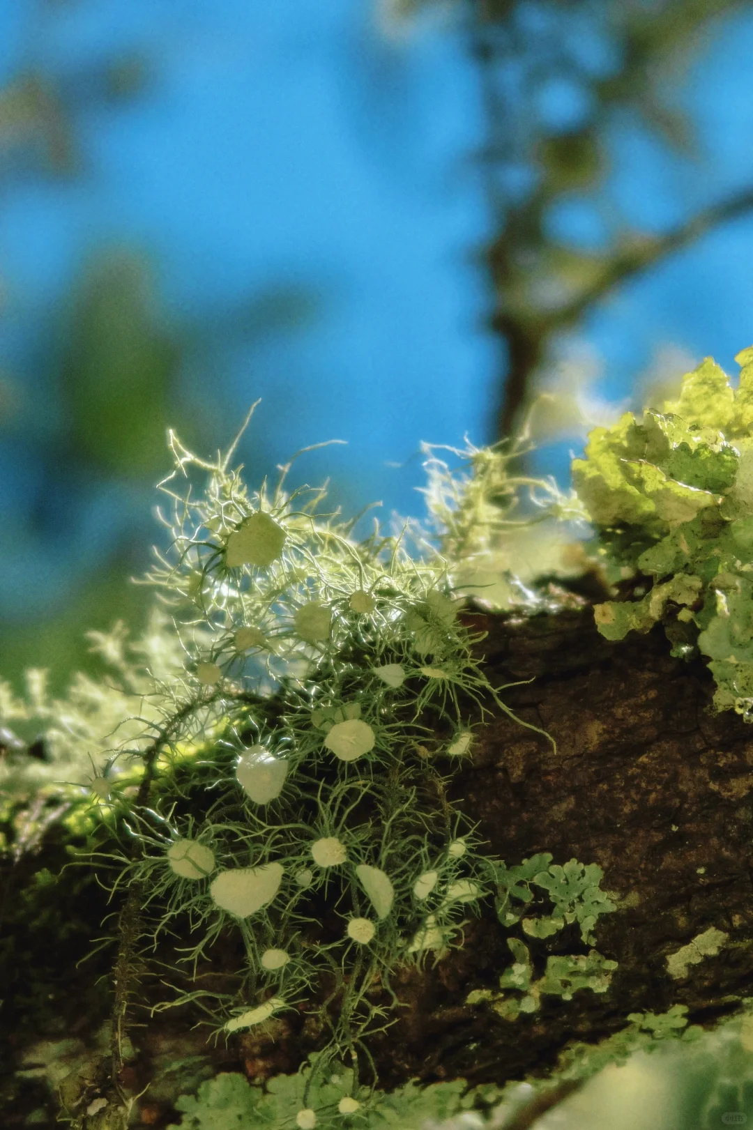 丽江秘境🌿波多罗
