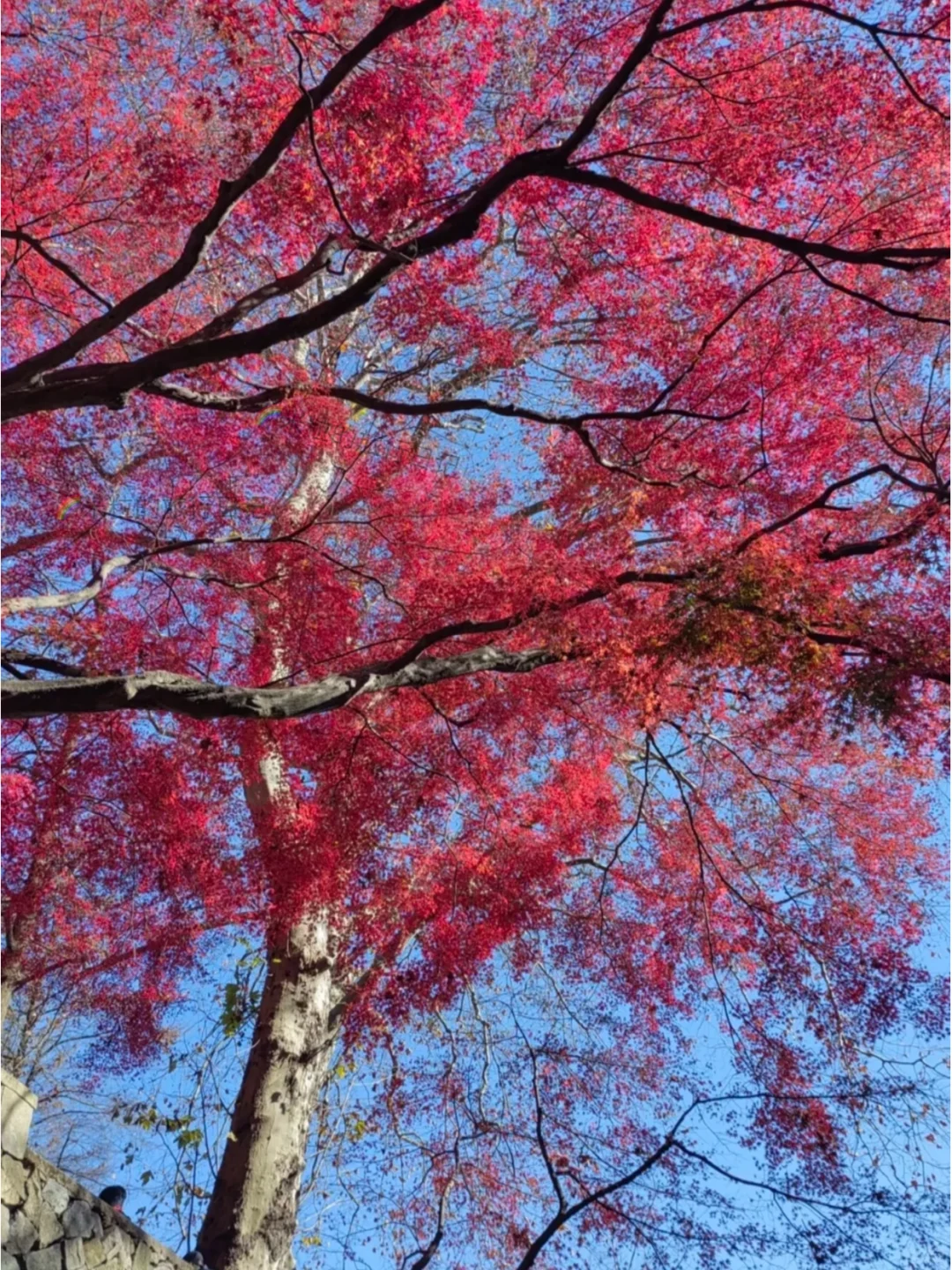 终于找全了莫干山两日游最美秋色打卡点❗