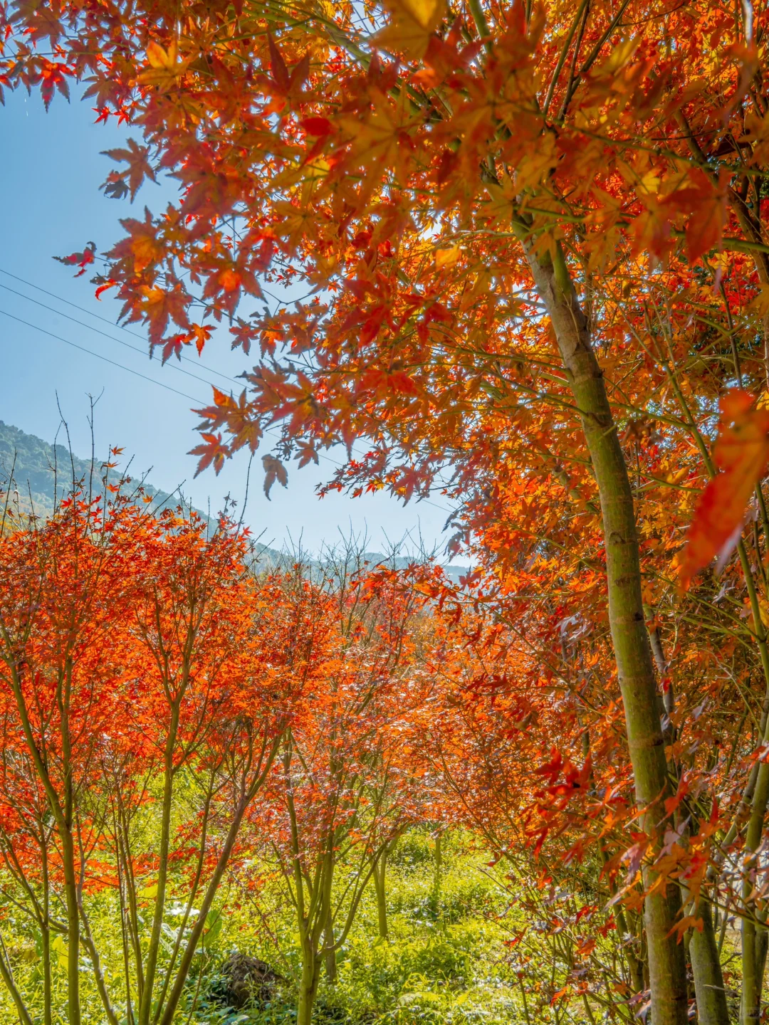 先出发再说｜分享5️⃣个在广州拍枫叶的宝藏地