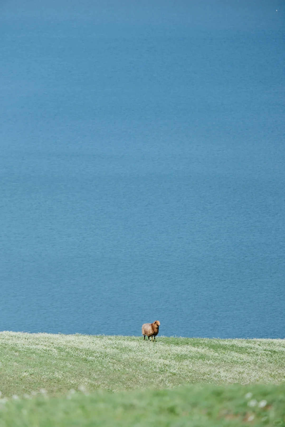 新疆保姆级旅游攻略｜🏔️五月的伊犁美到失语