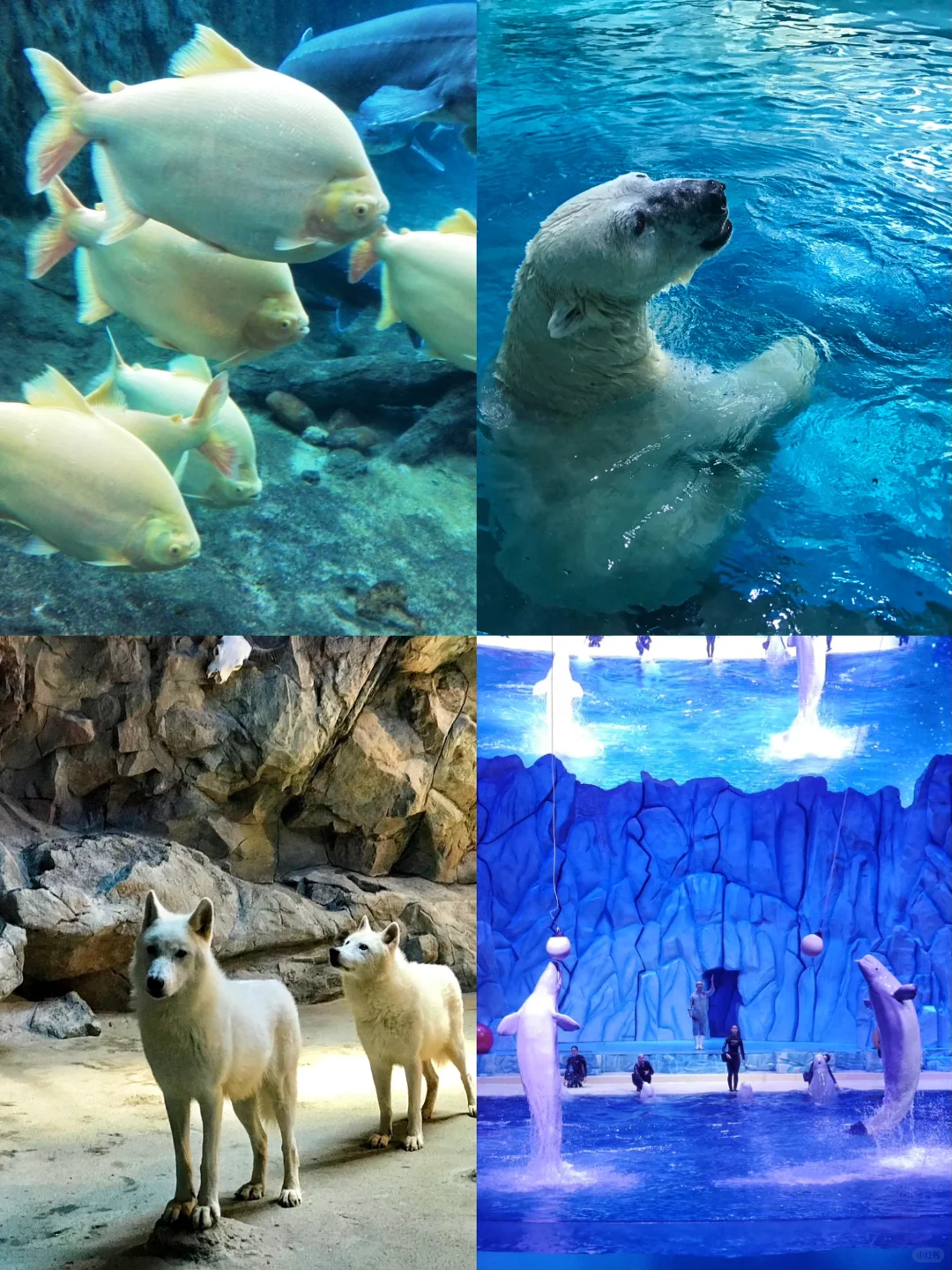 珠海长隆特种兵两日游🔥玩好住好旅游攻略！