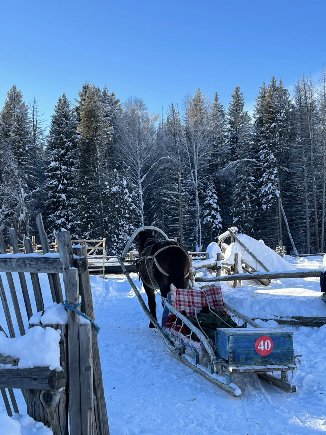 ❄️冬季阿勒泰|喀纳斯+禾木+滑雪⛷️七日游‼