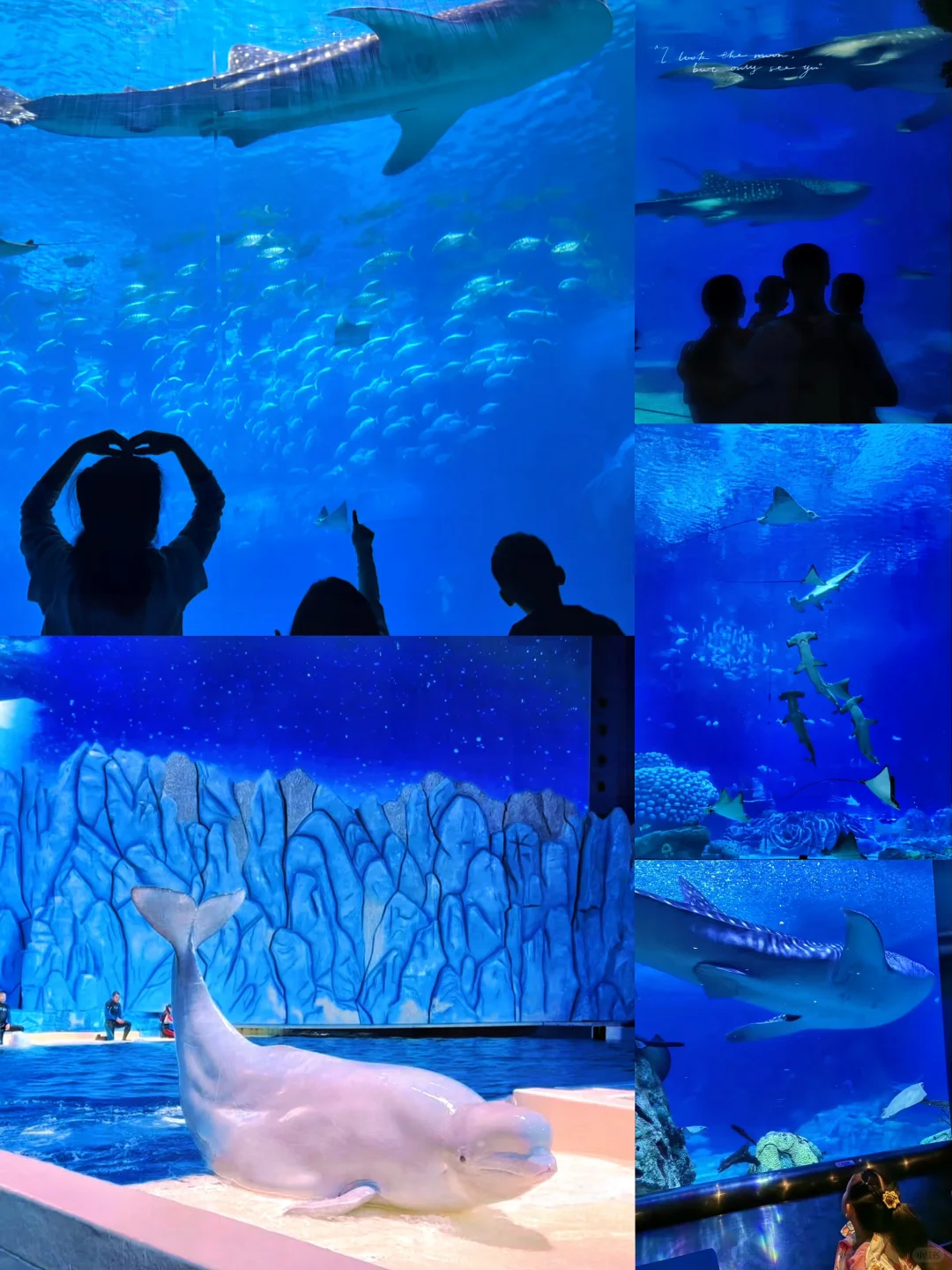 珠海长隆特种兵两日游🔥玩好住好旅游攻略！