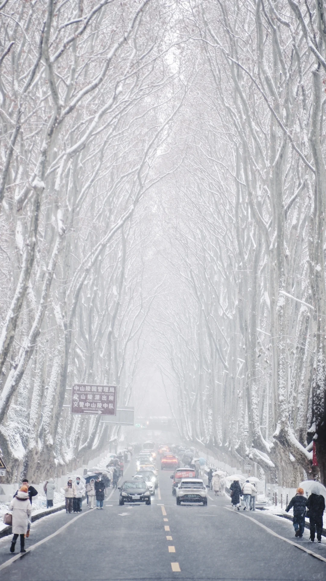 下个月的南京是这样的！！！