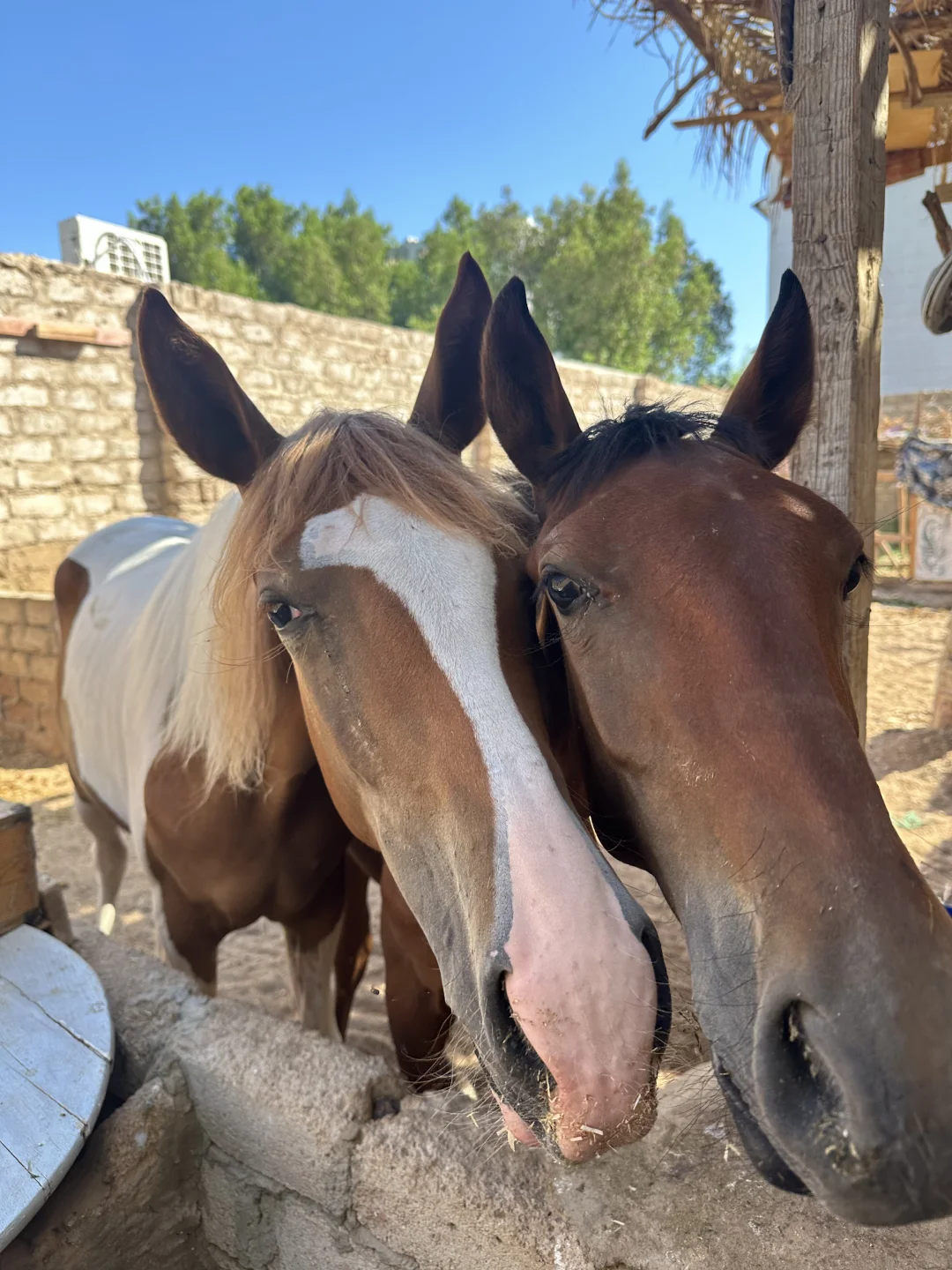 埃及你偷走了我的心