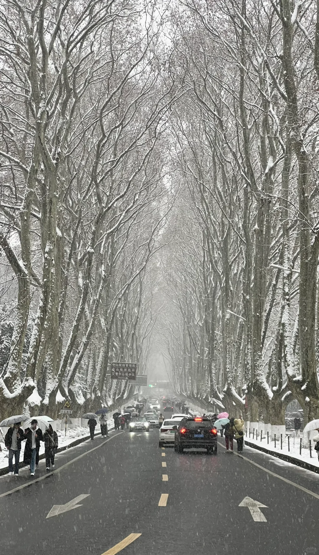 下个月的南京是这样的！！！