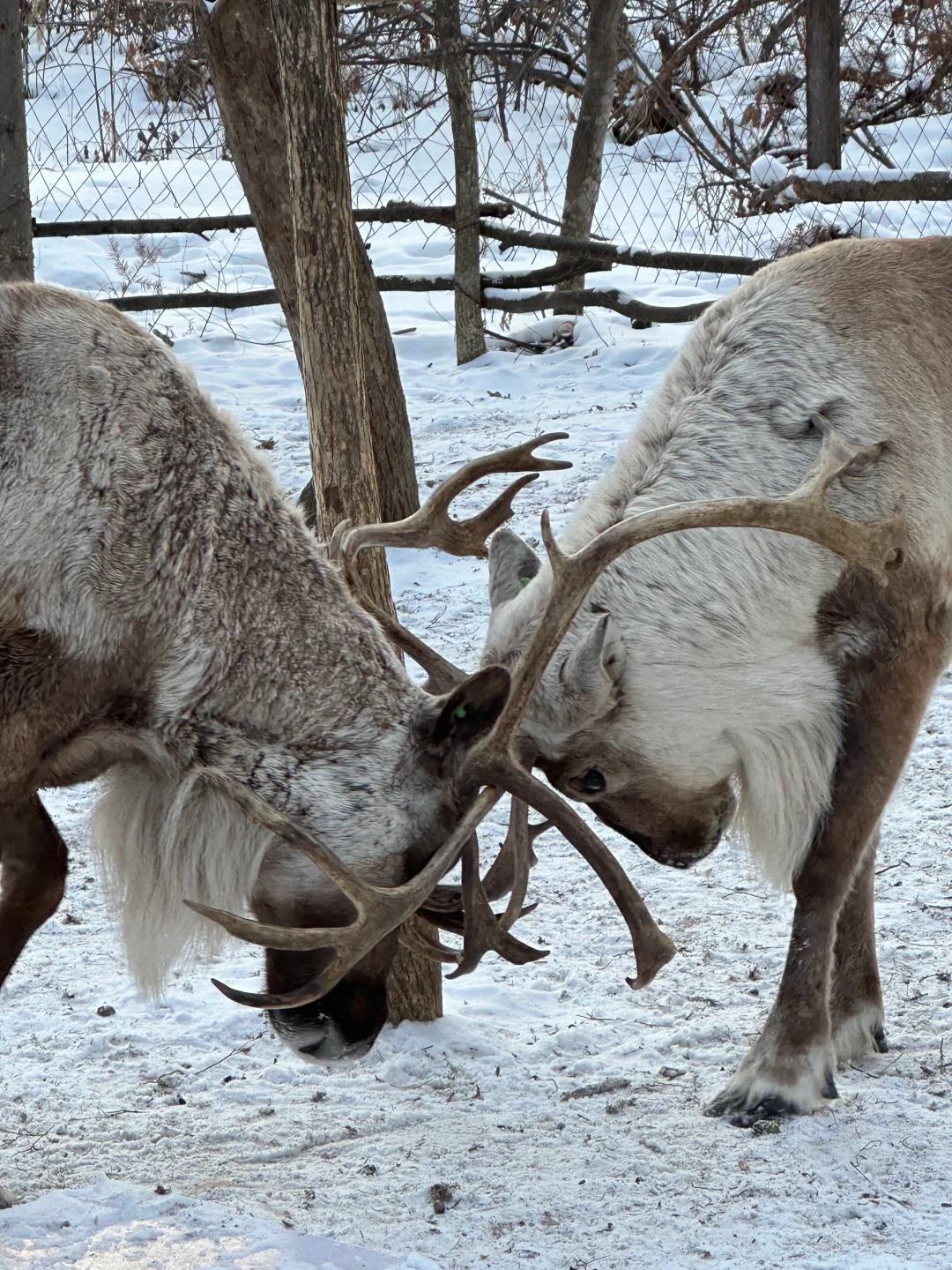 好消息到长白山了！坏消息没去天池