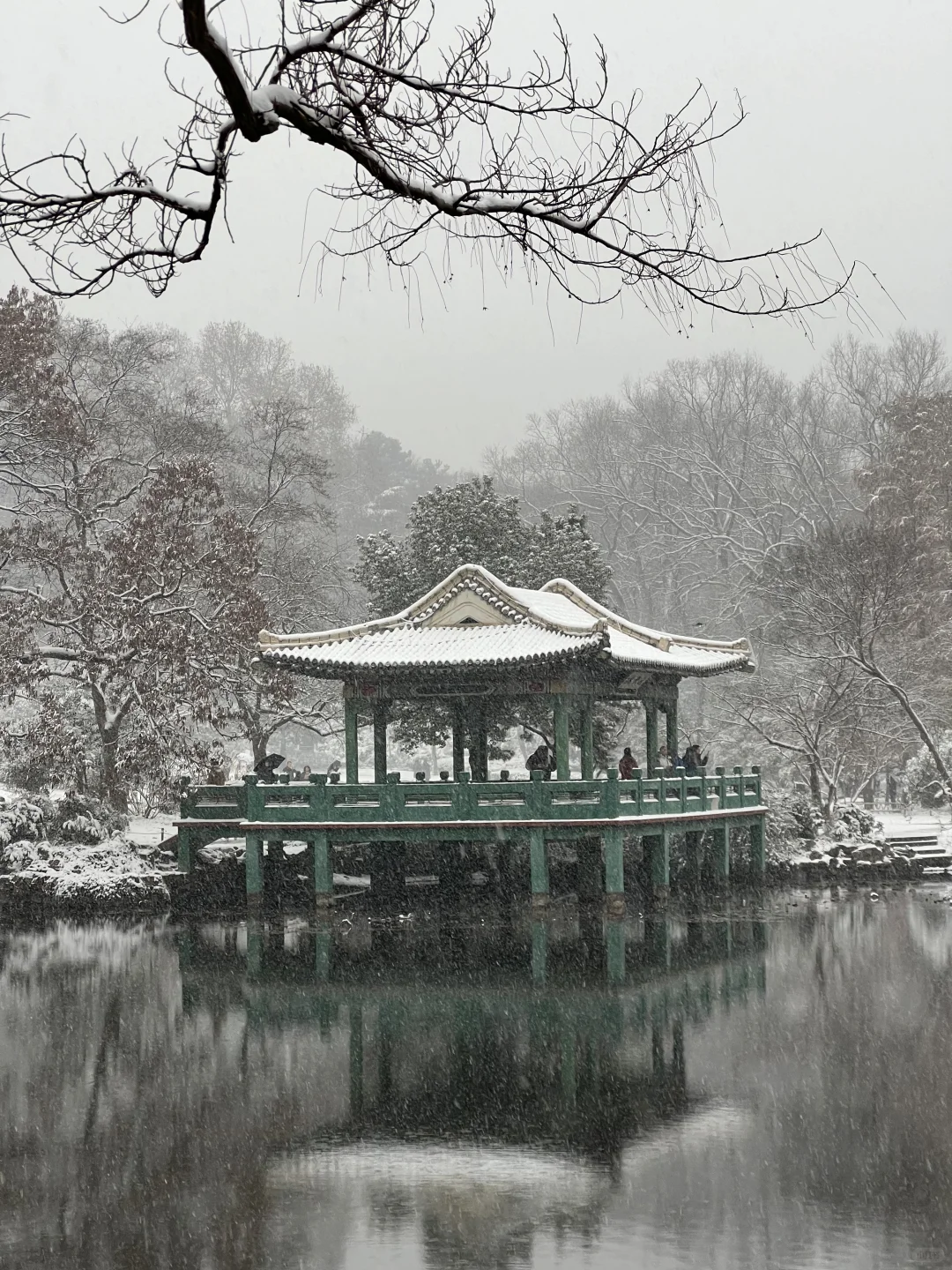 下个月的南京是这样的！！！