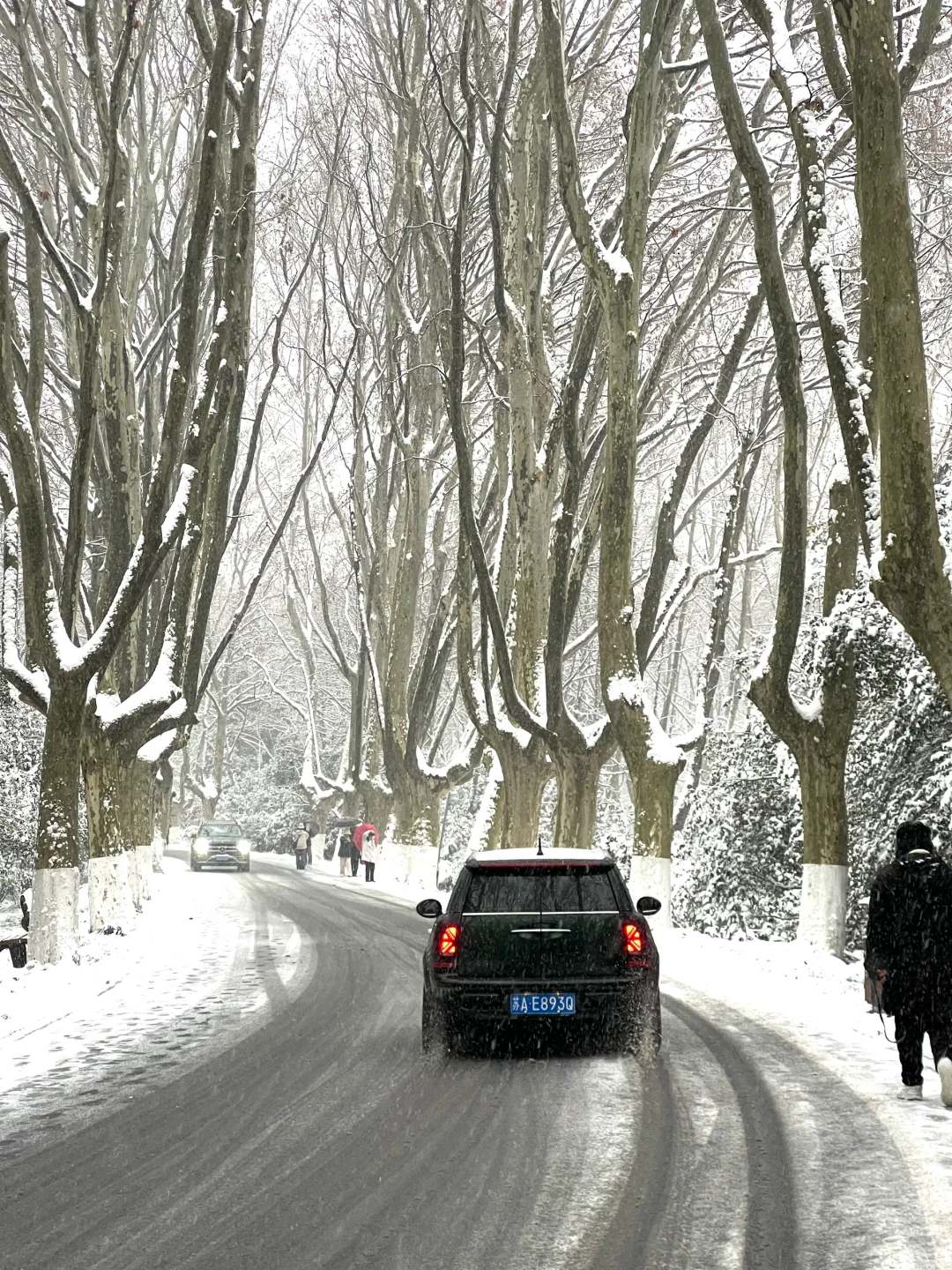 下个月的南京是这样的！！！