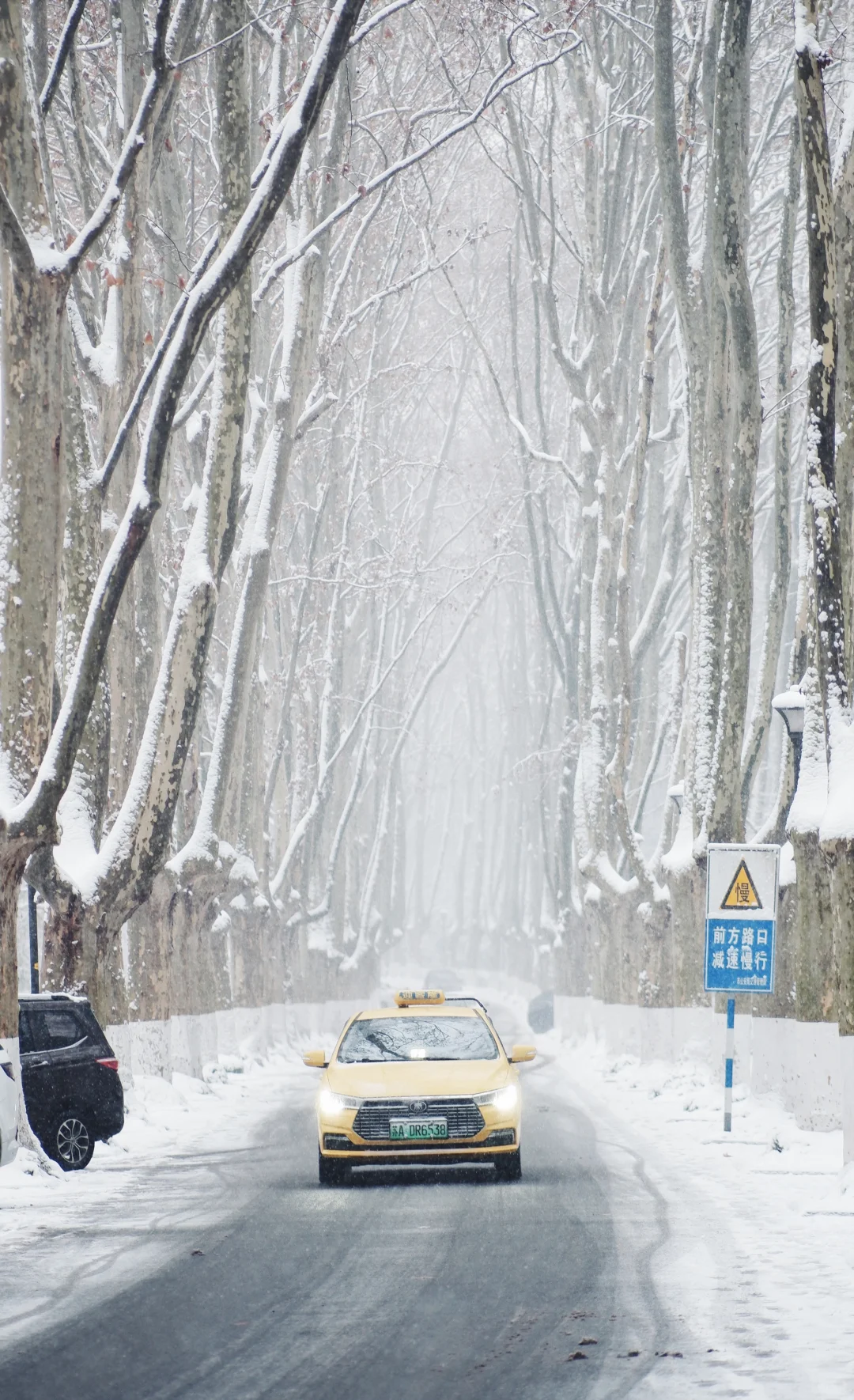 下个月的南京是这样的！！！