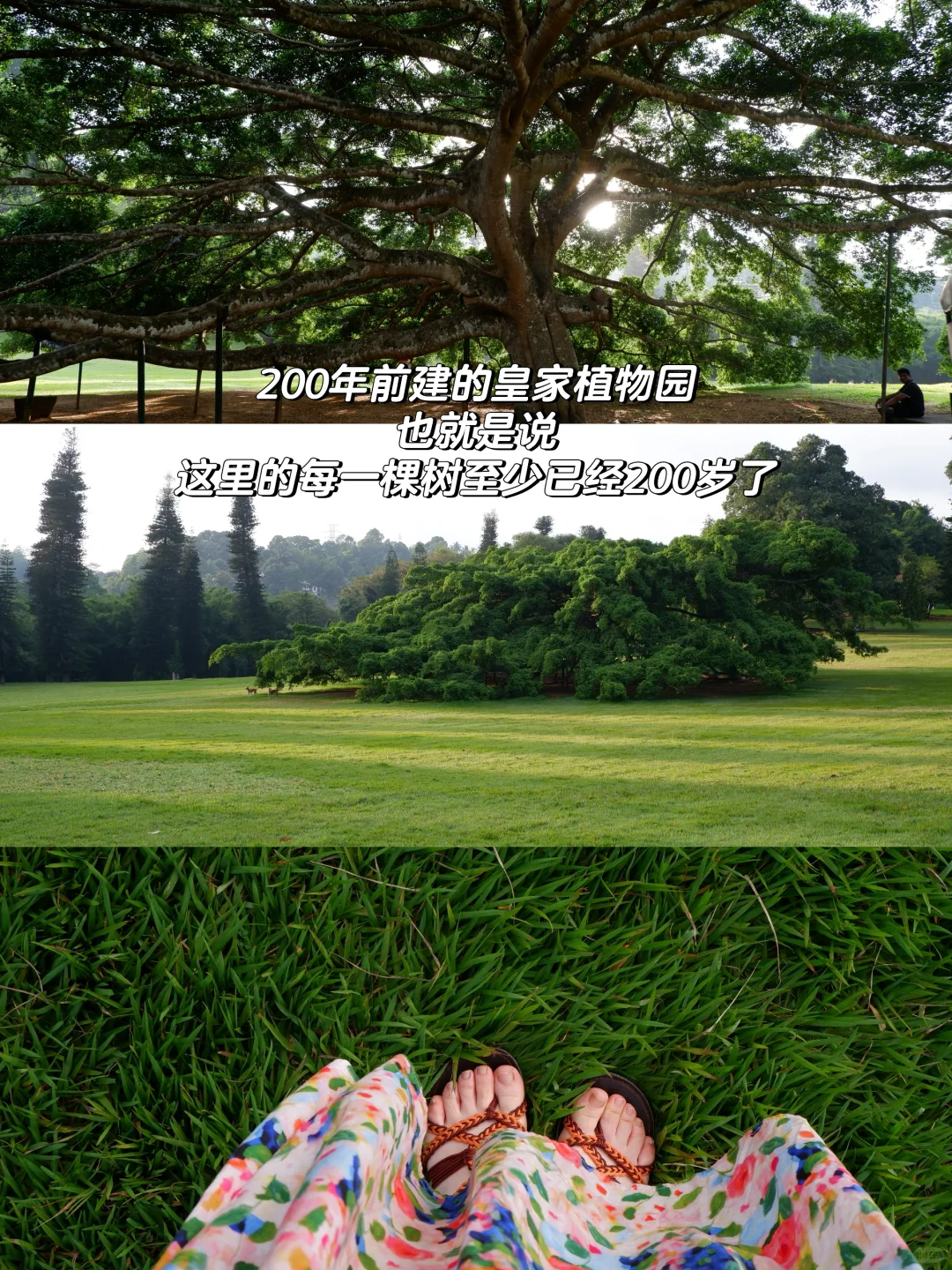 我放弃泰国了😭斯里兰卡真的又便宜又安全!