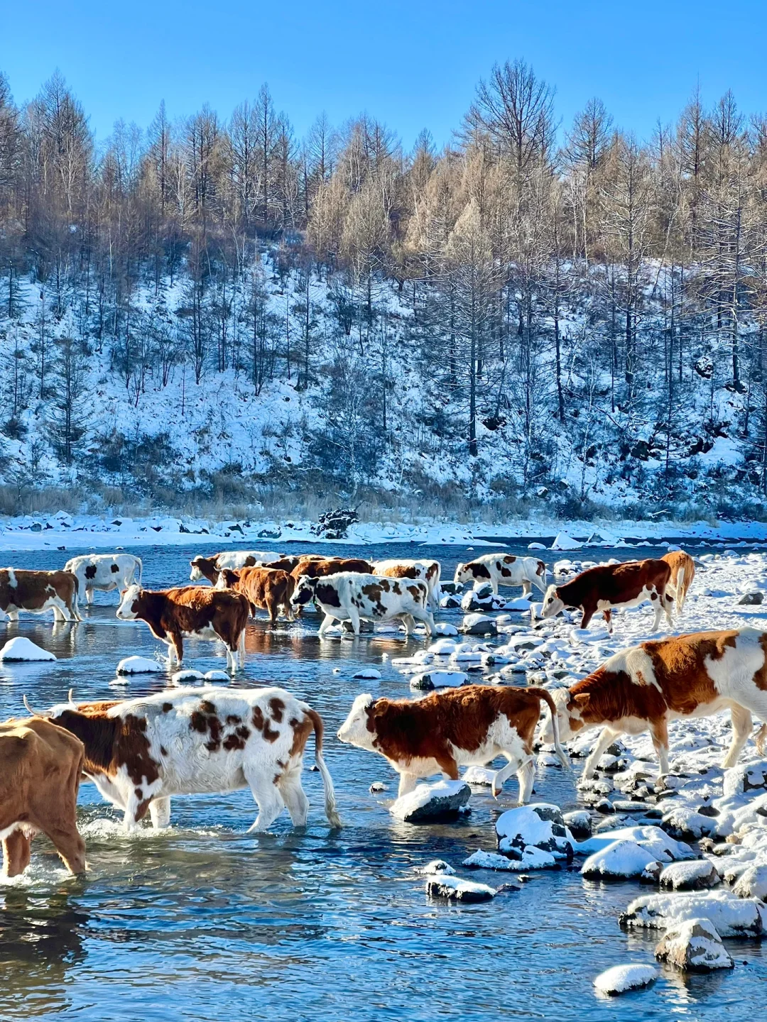 2024旅行结算｜我的年度live图