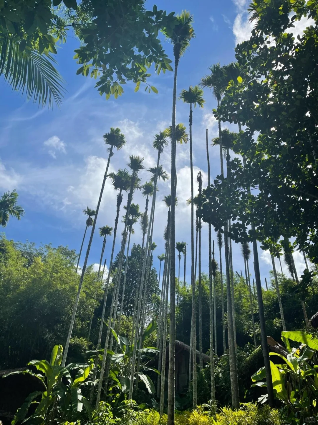 三亚5天4晚(真正的度假不劳累)带父母参考