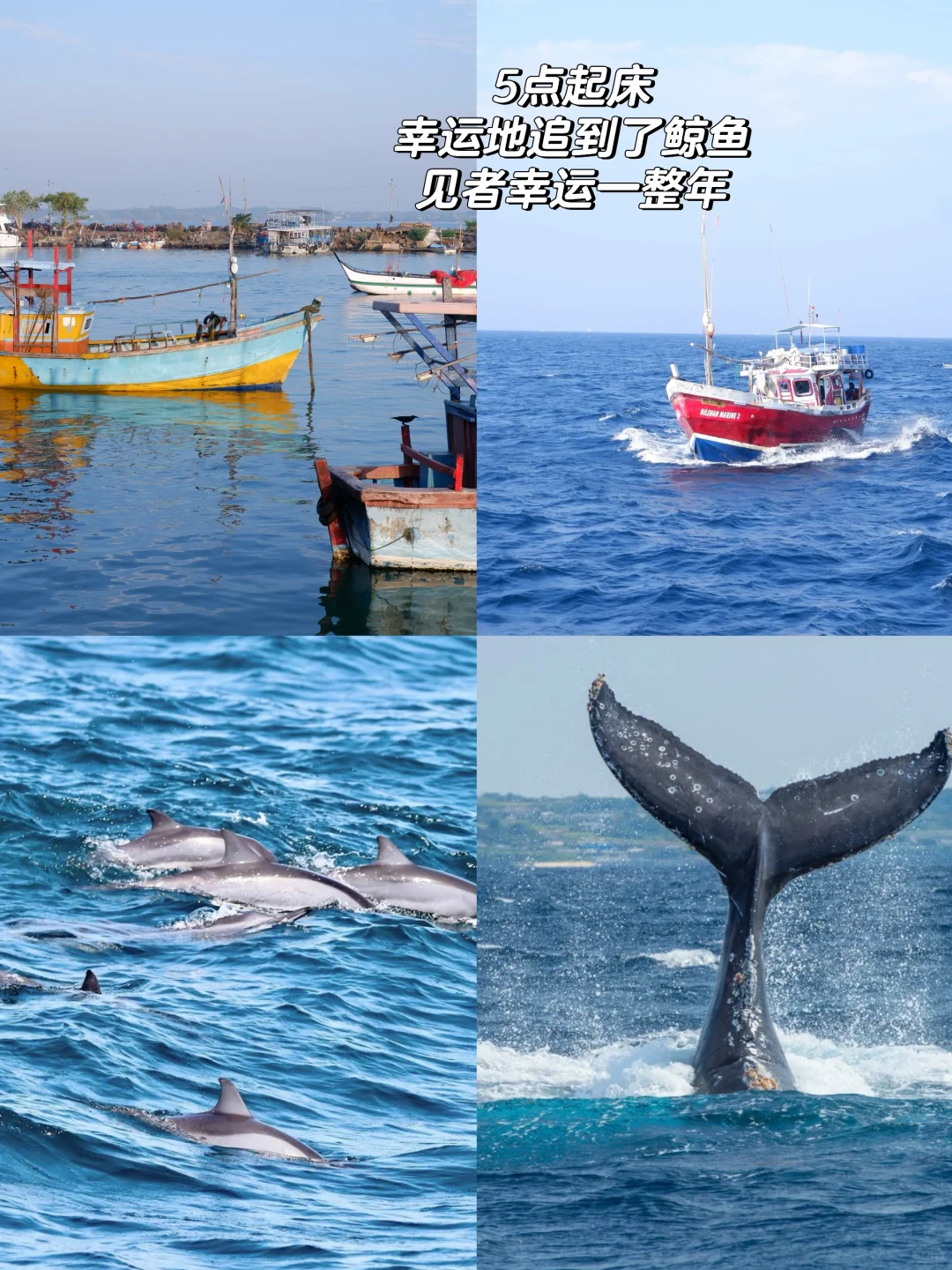 我放弃泰国了😭斯里兰卡真的又便宜又安全!