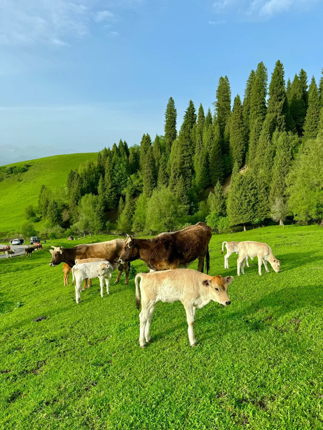 live图意义，终于找到了梦中的那片森林🌲