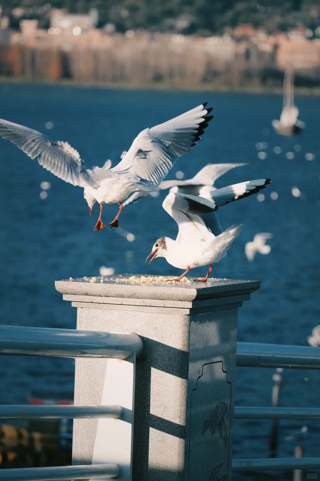 我太爱这种自由感和生命力了！